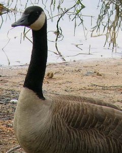 A Goose Portrait