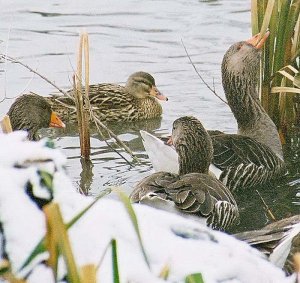 Greylag feeding 2