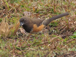 Eastern Towhee, Florida, Female