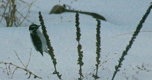 Downy Woodpecker 2