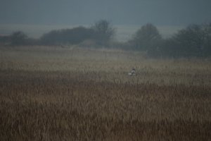 Male Marsh Harrier