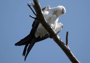 Swallow Tailed Kite having a scratch