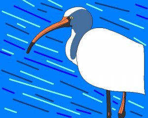 White Ibis Study