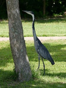 Black-headed Heron