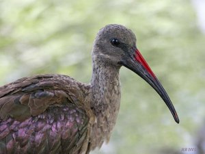 Hadada Ibis