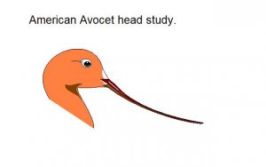 American Avocet Study