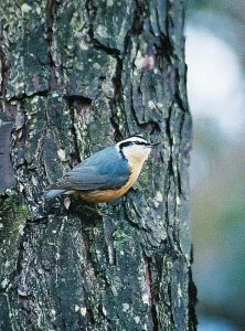Red-breasted Nuthatch 2