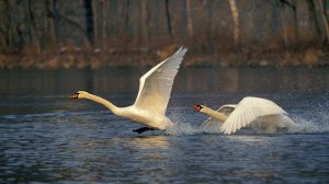 Fight of swans