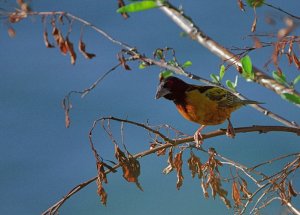 Village Weaver