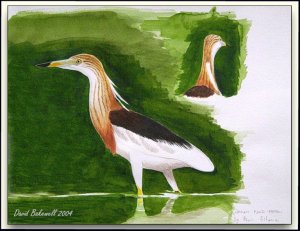 Javan Pond Heron