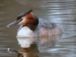 great crested grebe