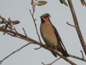 Waxwing