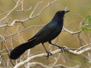 Boat-tailed Grackle, Florida