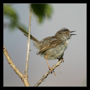 Graceful Warbler - Prinia gracilis