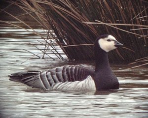 Barnacle goose