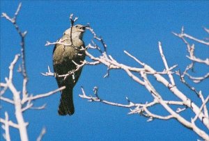 Female Lazuli Bunting Singing