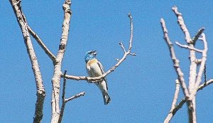 Male Lazuli Bunting