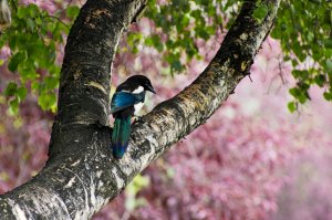 Black-billed Magpie