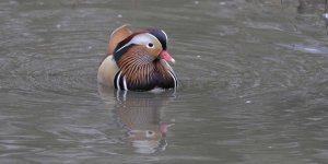 Mandarin Duck