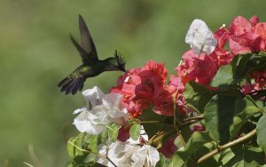 Lesser Antillean Crested Hummingbird