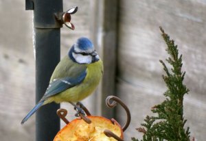 Blue tit