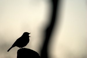 Robin Singing Silhouette