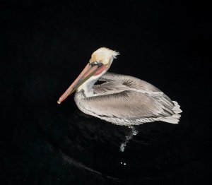 Brown Pelican in the Spotlight