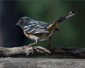 Spottted Towhee