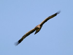 Lesser-spotted Eagle photography in Bulgaria, copyright Iordan Hristov