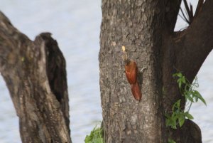 woodcreeper