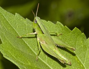 Shortwinged Green Grasshopper (female)