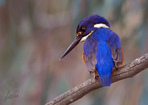 Azure-Kingfisher