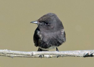 Black Phoebe