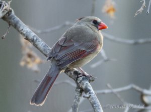 Female Cardinal