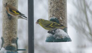 At the Feeder