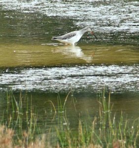 Spotted Redshank