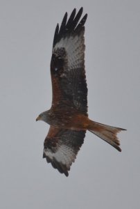 Red Kite over Prerow