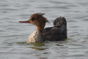 Female Red Breasted Merganser