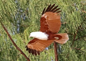 Brahminy Kite