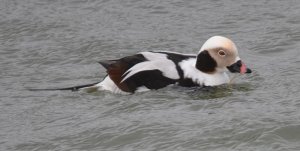 Long tailed Duck