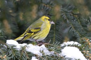 Siskin