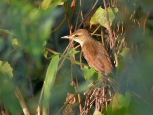 Shooting Through Gaps - Oriental Reed Warbler