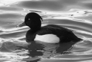 Tufted Duck