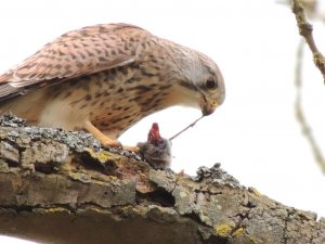 A kestrels dinner