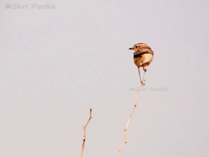 Desert Wheatear