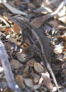 Striped Plateau Lizard (gravid female)