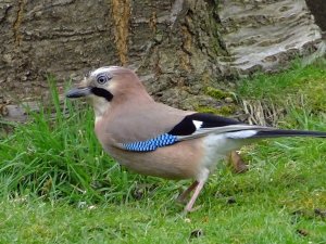 Jay foraging!