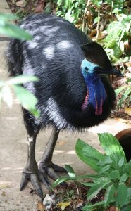 female cassowary