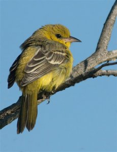 Orchard Oriole