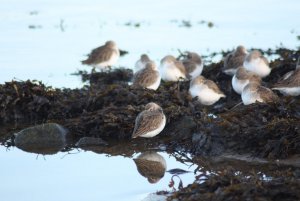 Dunlin